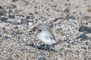 New Zealand Dotterel / Red-breasted Dotterel
