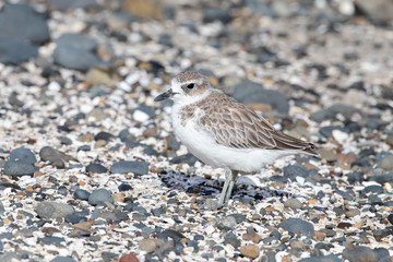 New Zealand Dotterel / Red-breasted Dotterel