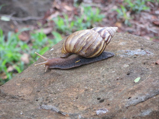 snail on a white stone overgrown with moss