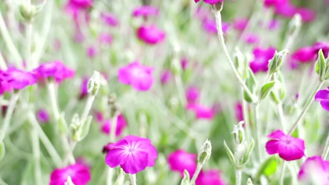 Lychnis Coronaria, crown campion with purple / pink flowers and light green leaves / stems. Camera pans to the right.