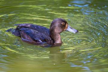 New Zealand Scaup Diving Duck