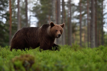bear walking in the forest landscape