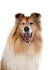 Rough Collie in studio