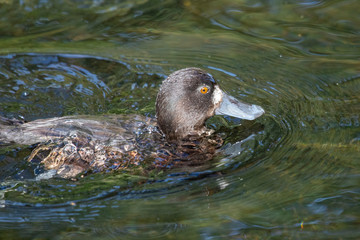 New Zealand Scaup Diving Duck