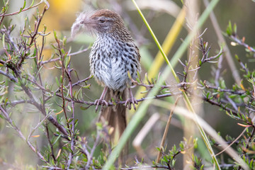 North Island Fernbird in New Zealand