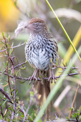 North Island Fernbird in New Zealand