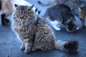 portrait of wild street cats © olena