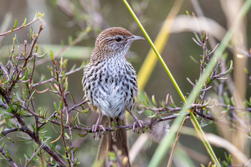 North Island Fernbird in New Zealand