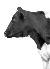 Cow on a white background isolated.