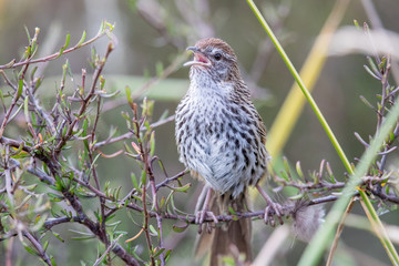 North Island Fernbird in New Zealand