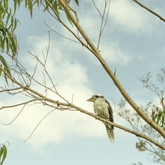 Iconic Australian Kookaburra in a Gumtree