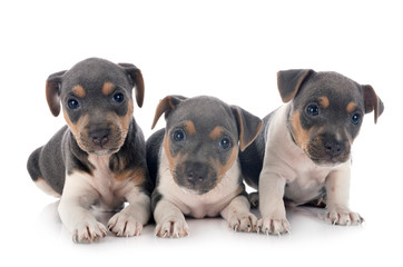 puppies brazilian terrier in studio