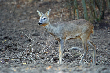 Roe deer in the forest