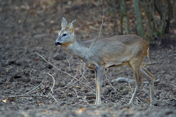 Roe deer in the forest