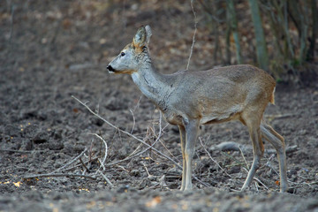 Roe deer in the forest
