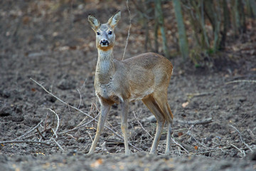 Roe deer in the forest