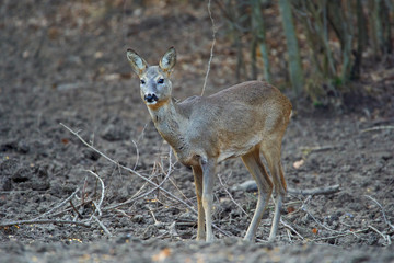 Roe deer in the forest