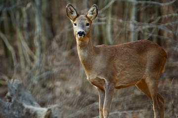 Roe deer in the forest