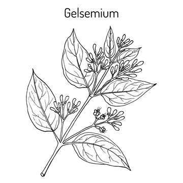 Gelsemium elegans, medicinal plant