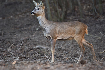Roe deer in the forest