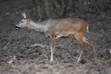 Roe deer in the forest