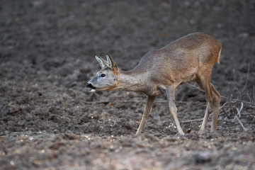 Roe deer in the forest