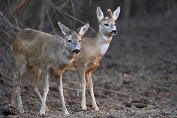 Group of roe deer and buck