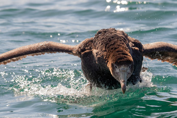 Northern Giant Petrel