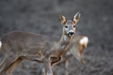 Group of roe deer and buck