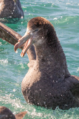 Northern Giant Petrel