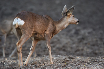 Group of roe deer and buck