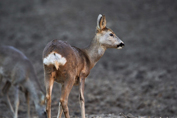 Group of roe deer and buck