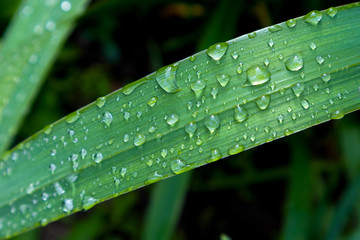 Obraz na płótnie Canvas Green grass and small drops after summer rain