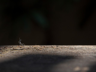 Shining on the wooden floor