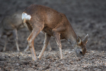 Group of roe deer and buck
