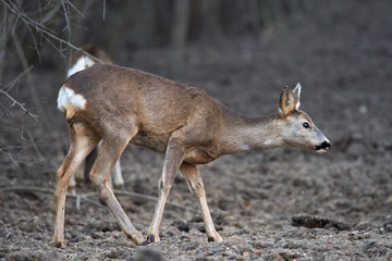 Group of roe deer and buck