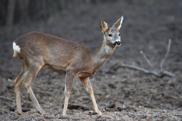 Roe deer in the forest
