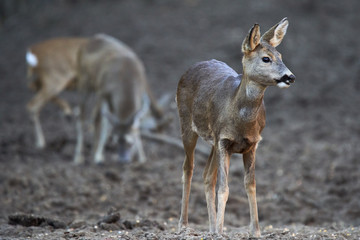 Group of roe deer and buck