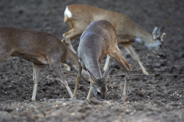 Group of roe deer and buck