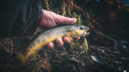 A beautiful brown trout is caught spinning.