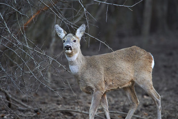 Roe deer in the forest
