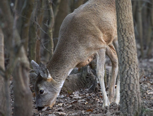 Roe deer in the forest