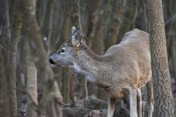 Roe deer in the forest