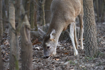 Roe deer in the forest