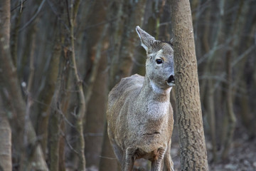 Roe deer in the forest