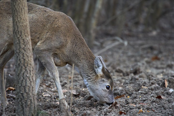 Roe deer in the forest