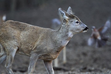 Group of roe deer and buck