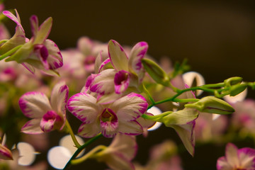 Pink and white orchids on a green branch with blurred for writing text dark background.