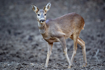 Roe deer in the forest