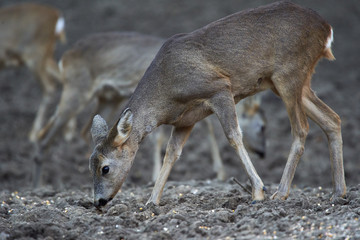 Group of roe deer and buck